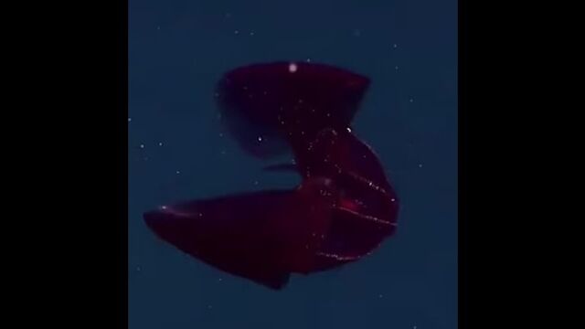 Секс видео №135493 - sexovidos.com