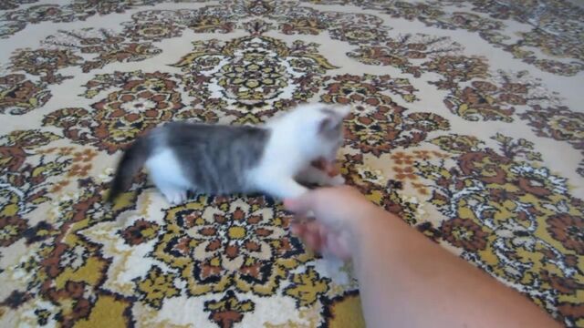 Секс видео №23294 - sexovidos.com