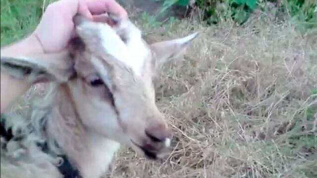 Секс видео №70061 - sexovidos.com