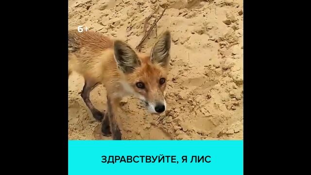 Секс видео №11021 - sexovidos.com