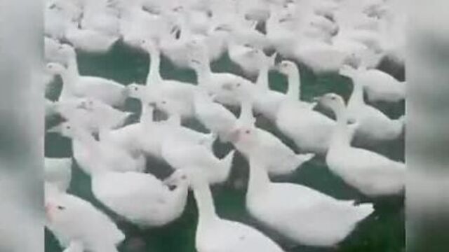 Секс видео №121258 - sexovidos.com